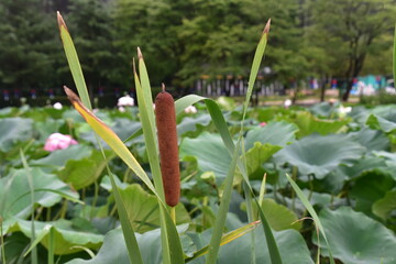 연못에 핀 부들, cattails in the pond