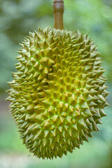 Durian The King of Fruits.Tropical fruits.Oraganic durian in Asia