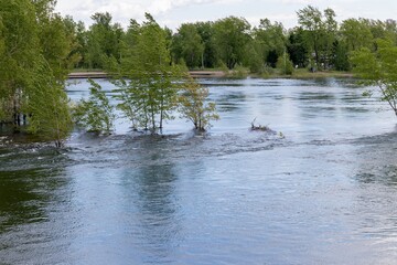 Trees in the flood zone, strong water flow during high water