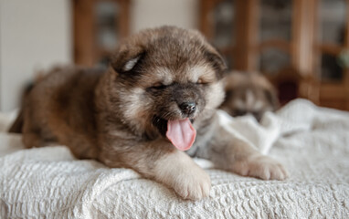 Close-up of a funny fluffy puppy playing on a blanket.