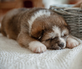 Close-up of a little puppy sleeping near a basket.