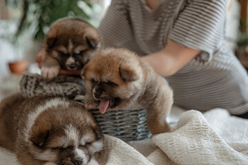 Small newborn puppies in the hands of the owner.
