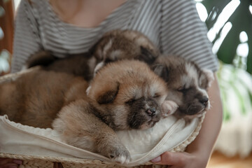 Small newborn puppies in the hands of the owner.