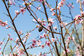 Blooming branches of an apricot tree close up.