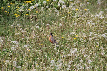 Robin In The Seed, Pylypow Wetlands, Edmonton, Alberta