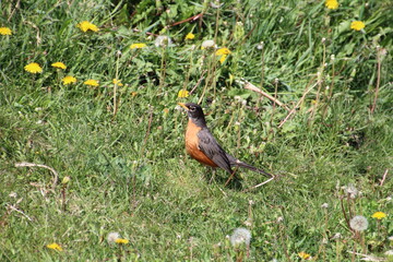 Robin, On The Ground, Pylypow Wetlands, Edmonton, Alberta