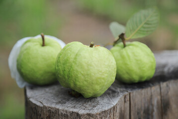 fresh guava fruits on cut tree trunk from organic farm