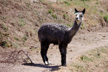 Black llama with a white head looking © Jack