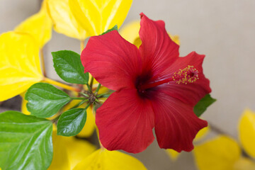 カラフルなハイビスカス