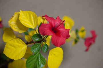 カラフルなハイビスカス