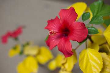 カラフルなハイビスカス