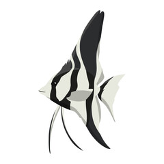angelfish of sea animal illustration