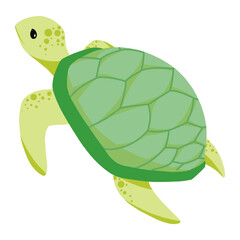turtle of sea animal illustration