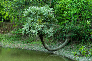 The big palm tree is later bent into the pond on water