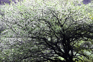 日光の山間部、標高１４００メートルの高原に夏が訪れた。戦場ヶ原の初夏。ズミの花が咲く。