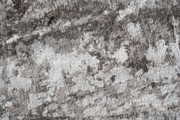 Rough Tree Bark Texture Background