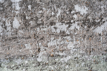 Rough Tree Bark Texture Background