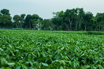 Big green jute field in the village and tree behind the crop field - obrazy, fototapety, plakaty
