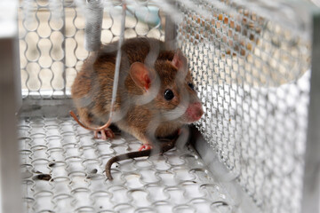 Close-up rat in a mouse metal trap, Rats that cause nuisance and carry germs in the house