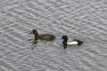 A breeding pair of Greater Scaups (Aythya marila) swim in Potter Marsh near Anchorage, Alaska.