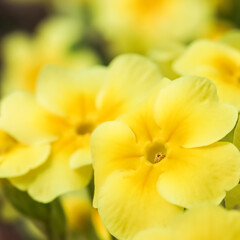 Obraz na płótnie Canvas Blooming yellow primrose in the spring garden.