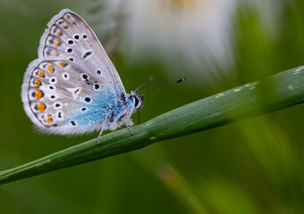 Bläulinge (Lycaenidae), Schmetterling auf einer Pflanze, blau