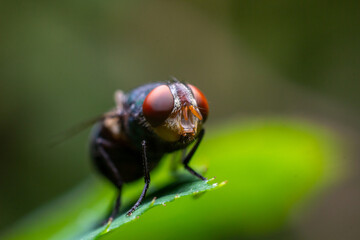 close-up photo of flies on leaves