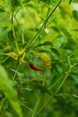 A special kind of spicy red pepper is cultivated in the soil of Asia