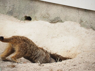 巣穴に入ろうとするミーアキャット