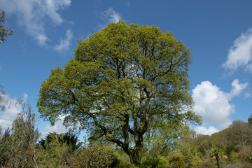 Lush Green Spring Leaves Opening on a Common English Oak Tree (Quercus robur) Growing in a garden with a Bright Blue Sky Background in Rural Devon, England, UK