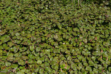 Background or Texture of the Ground Covering Evergreen Chinese Bramble Shrub (Rubus tricolor) Growing in a Woodland Garden in Rural Devon, England, UK