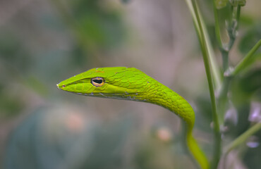 Oriental Whip Snake