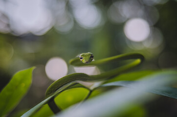 Oriental Whip Snake