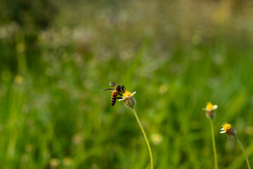 Coatbuttons or galinsoga flower to collect honey and this is the wild plant