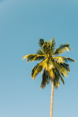 Obraz premium Lone single coconut palm tree with blue sky in vintage tone for nature and background concept idea