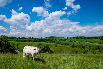 Fototapeta premium Little white goat eating grass in a summer green meadow. Domestic animal on a pasture, rural landscape