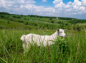 Obraz premium Little white goat eating grass in a summer green meadow. Domestic animal on a pasture, rural landscape