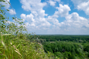 Young green spikes of oat in sunlight on the field.High resolution panoramic image. cloudy sky on the horizon. Shallow depth of field
