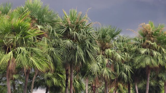 Wax palm or Carnauba , plant native in the northeastern Brazil
