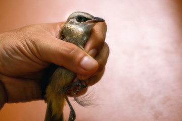 Fototapeta premium Yellow-vented bulbul : Baby Bird in Hand