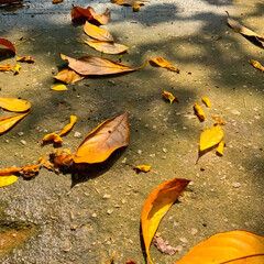yellow leaves on the ground