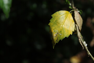 autumn leaves on a tree