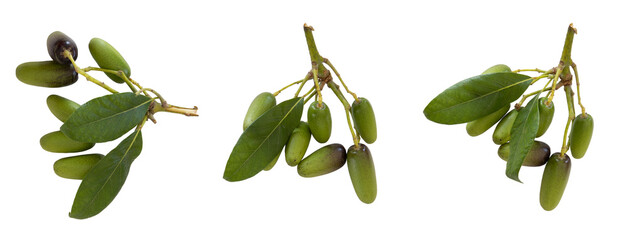 Set of young small avocado on a tree branch cut out with leaves on a white background.