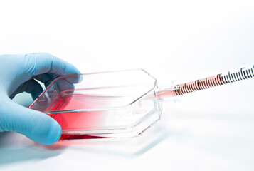 Scientist subculture mammalian cells in flask dish by pipetting for cell proliferation