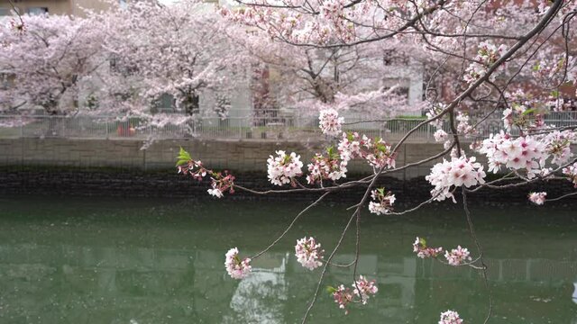 A row of cherry blossom trees along the river.