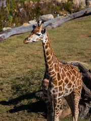 A giraffe sitting on the middle of the park.