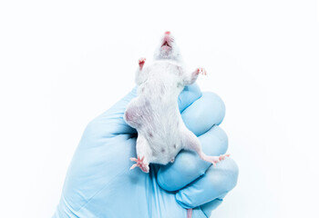 A scientist researcher grips an experimental white mice with lateral tumor. The concept of animal...