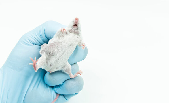 A scientist researcher grips an experimental white mice with lateral tumor. Tumor xenograft murine model in the laboratory.