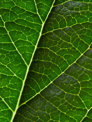 background texture green leaf structure macro photography