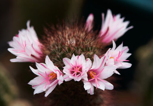Beautiful pink mammillaria beneckei  cactus flower